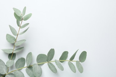 Photo of Beautiful eucalyptus branches on white background, top view. Space for text