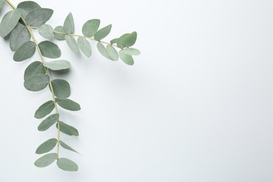 Photo of Beautiful eucalyptus branches on white background, top view. Space for text
