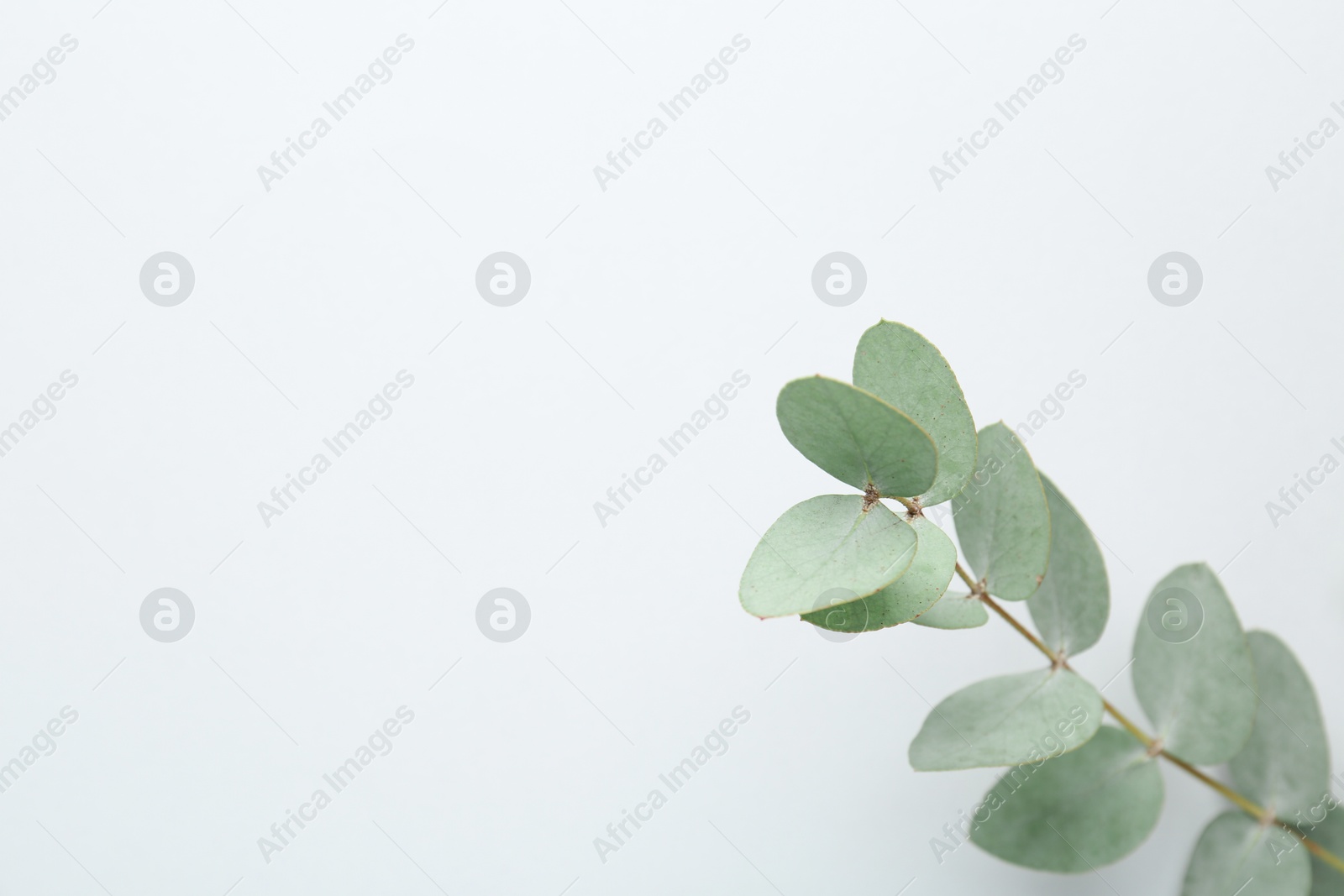 Beautiful eucalyptus branch on white background, top view. Space for text Photo of Beautiful eucalyptus branch on white background, top view. Space for text