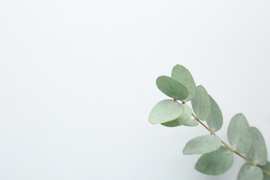 Photo of Beautiful eucalyptus branch on white background, top view. Space for text