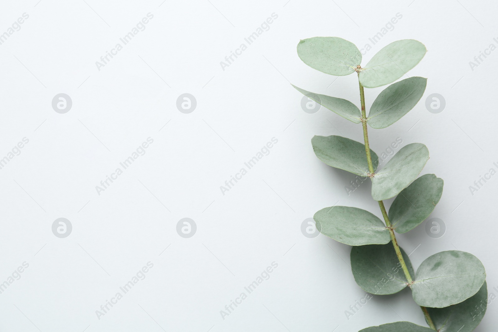 Beautiful eucalyptus branch on white background, top view. Space for text Photo of Beautiful eucalyptus branch on white background, top view. Space for text