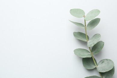 Photo of Beautiful eucalyptus branch on white background, top view. Space for text