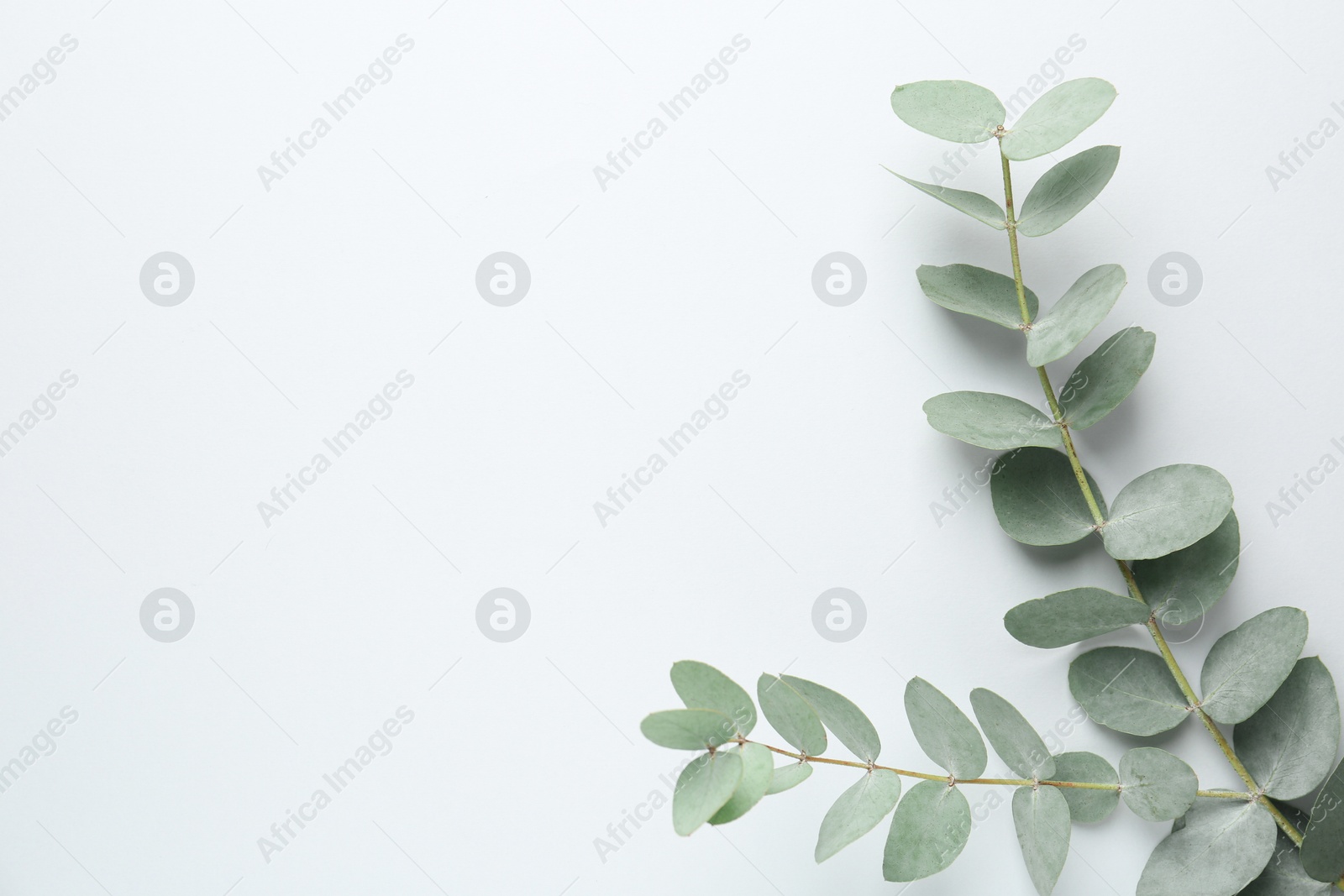 Beautiful eucalyptus branches on white background, top view. Space for text Photo of Beautiful eucalyptus branches on white background, top view. Space for text