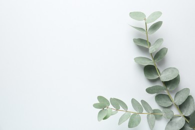 Photo of Beautiful eucalyptus branches on white background, top view. Space for text