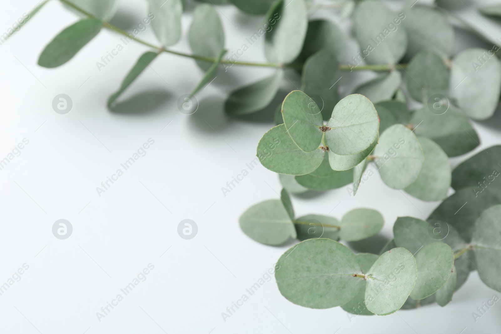 Beautiful eucalyptus branches on white background, closeup. Space for text Photo of Beautiful eucalyptus branches on white background, closeup. Space for text
