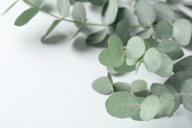 Photo of Beautiful eucalyptus branches on white background, closeup. Space for text