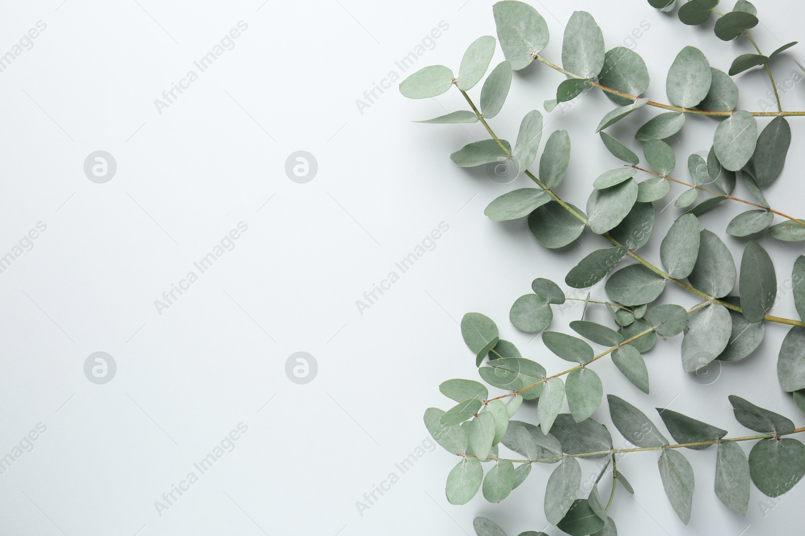 Beautiful eucalyptus branches on white background, top view. Space for text Photo of Beautiful eucalyptus branches on white background, top view. Space for text