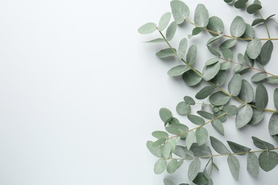 Photo of Beautiful eucalyptus branches on white background, top view. Space for text