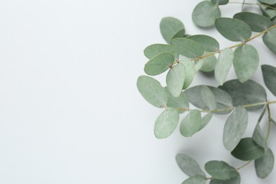 Photo of Beautiful eucalyptus branches on white background, closeup. Space for text