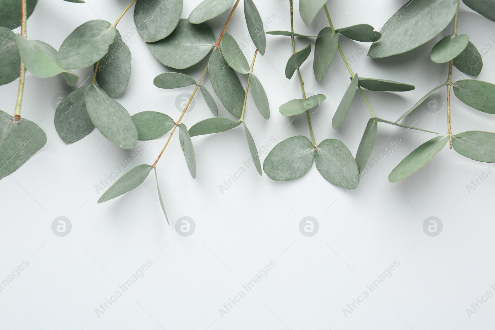 Beautiful eucalyptus branches on white background, top view. Space for text Photo of Beautiful eucalyptus branches on white background, top view. Space for text