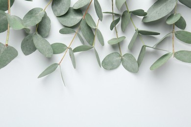 Photo of Beautiful eucalyptus branches on white background, top view. Space for text