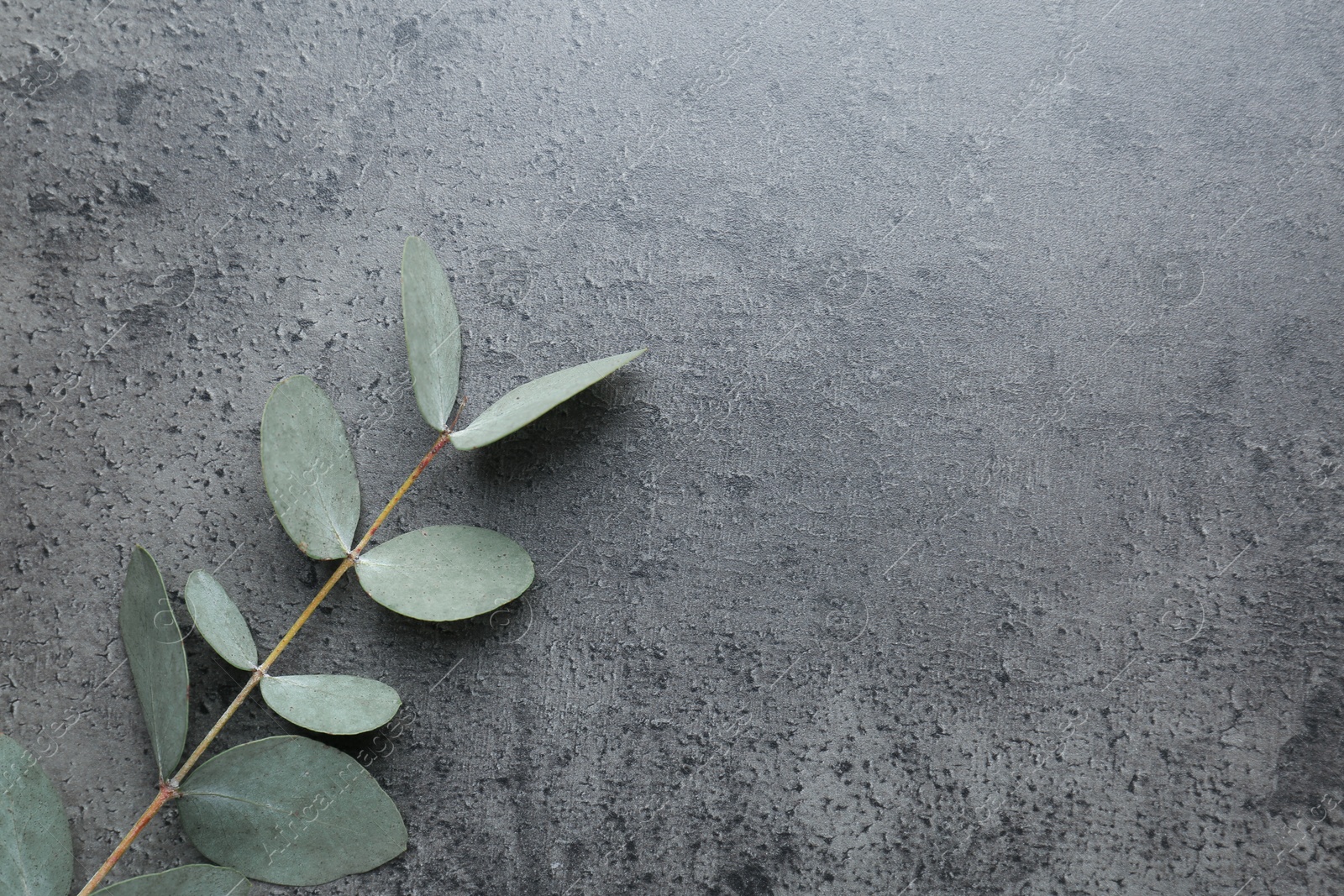 Beautiful eucalyptus branch on grey background, top view. Space for text Photo of Beautiful eucalyptus branch on grey background, top view. Space for text