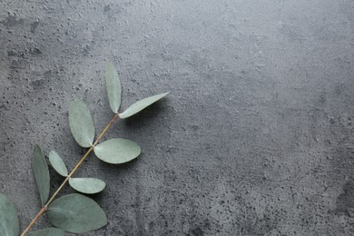 Photo of Beautiful eucalyptus branch on grey background, top view. Space for text