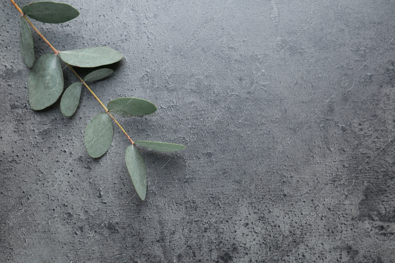 Beautiful eucalyptus branch on grey background, top view. Space for text Photo of Beautiful eucalyptus branch on grey background, top view. Space for text