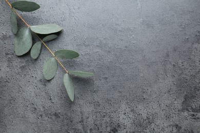Photo of Beautiful eucalyptus branch on grey background, top view. Space for text