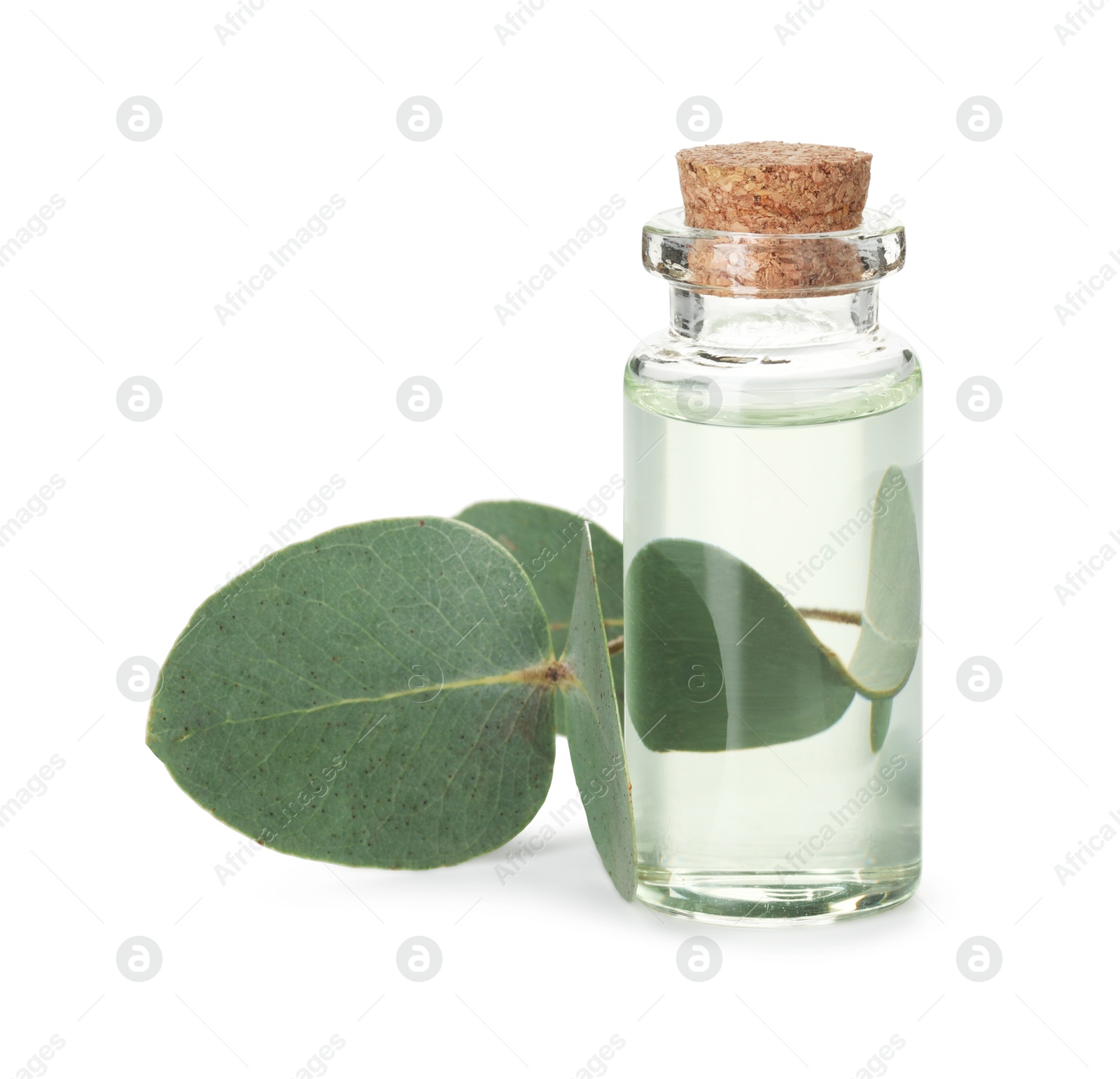 Bottle of essential oil and eucalyptus leaves isolated on white Photo of Bottle of essential oil and eucalyptus leaves isolated on white