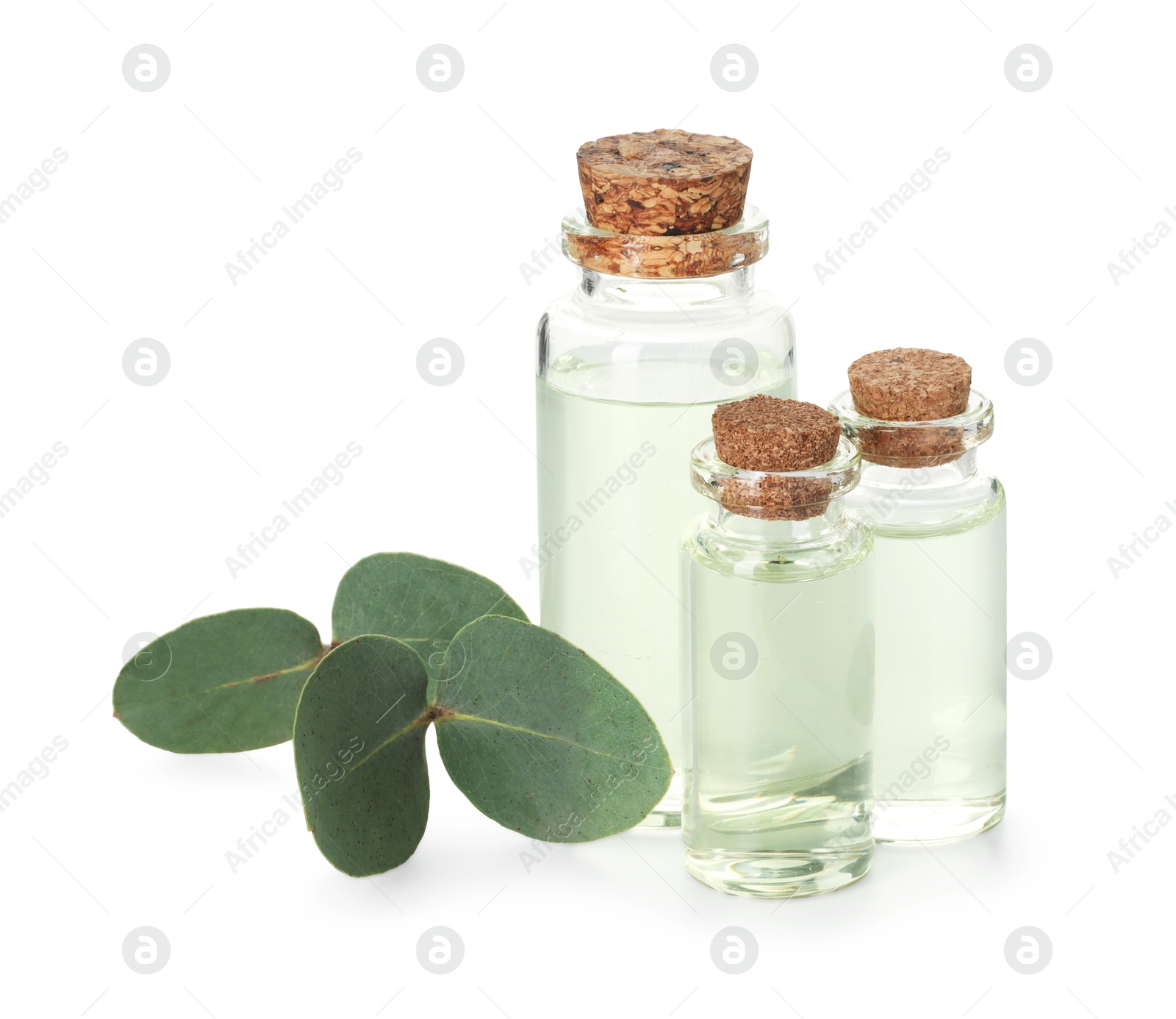 Bottles of essential oil and eucalyptus leaves isolated on white Photo of Bottles of essential oil and eucalyptus leaves isolated on white