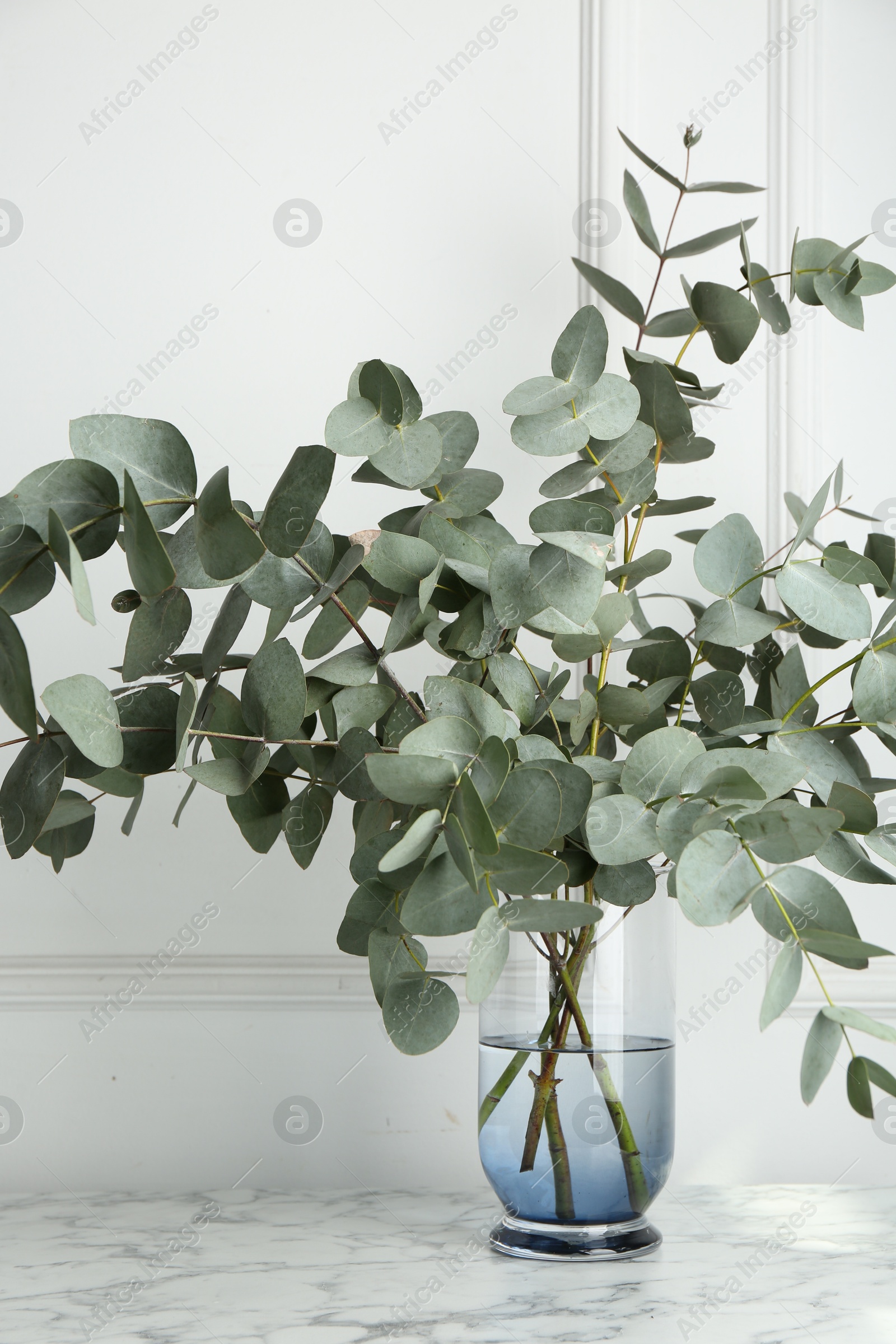 Green eucalyptus branches in vase on marble table near white wall indoors Photo of Green eucalyptus branches in vase on marble table near white wall indoors