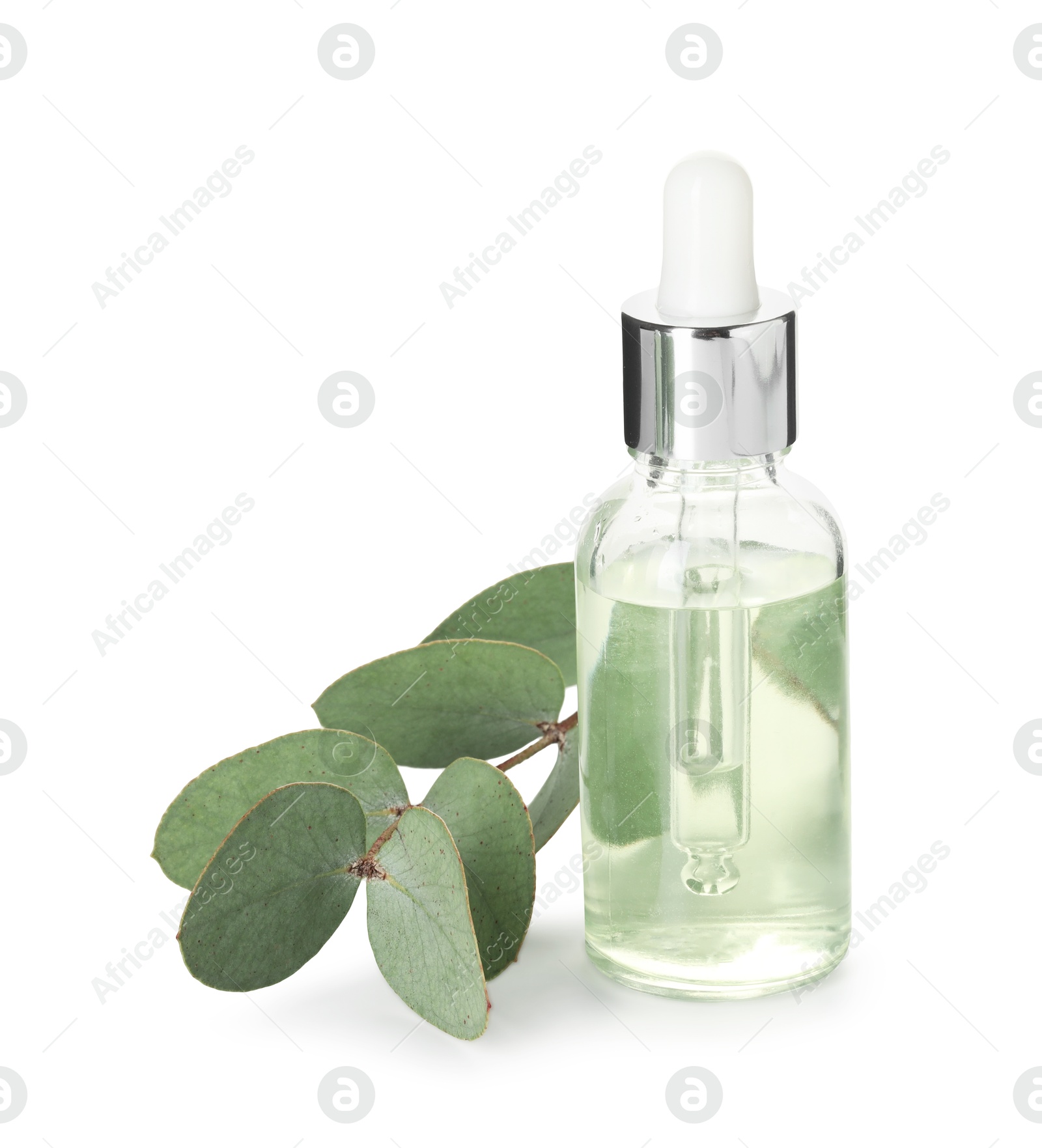 Bottle of essential oil and eucalyptus leaves isolated on white Photo of Bottle of essential oil and eucalyptus leaves isolated on white