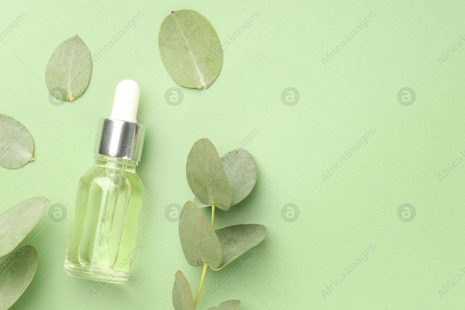 Bottle of essential oil and eucalyptus leaves on green background, flat lay. Space for text Photo of Bottle of essential oil and eucalyptus leaves on green background, flat lay. Space for text