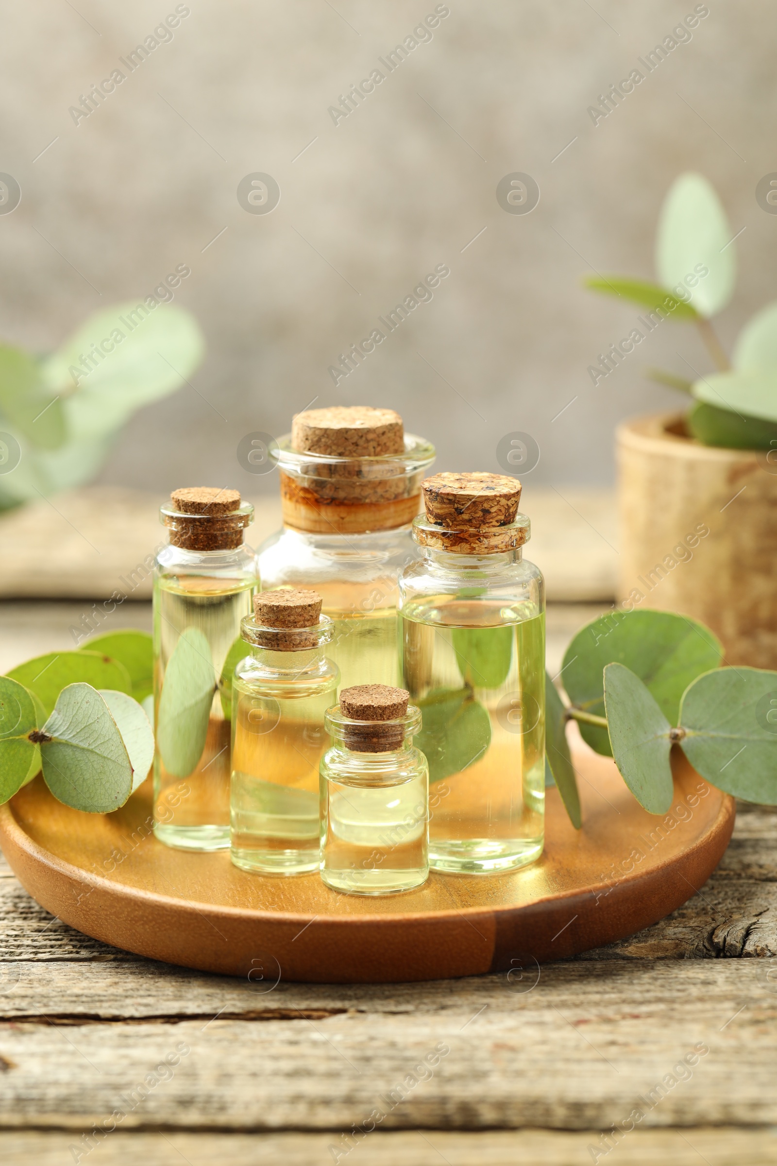 Bottles of essential oil and eucalyptus leaves on wooden table, closeup Photo of Bottles of essential oil and eucalyptus leaves on wooden table, closeup