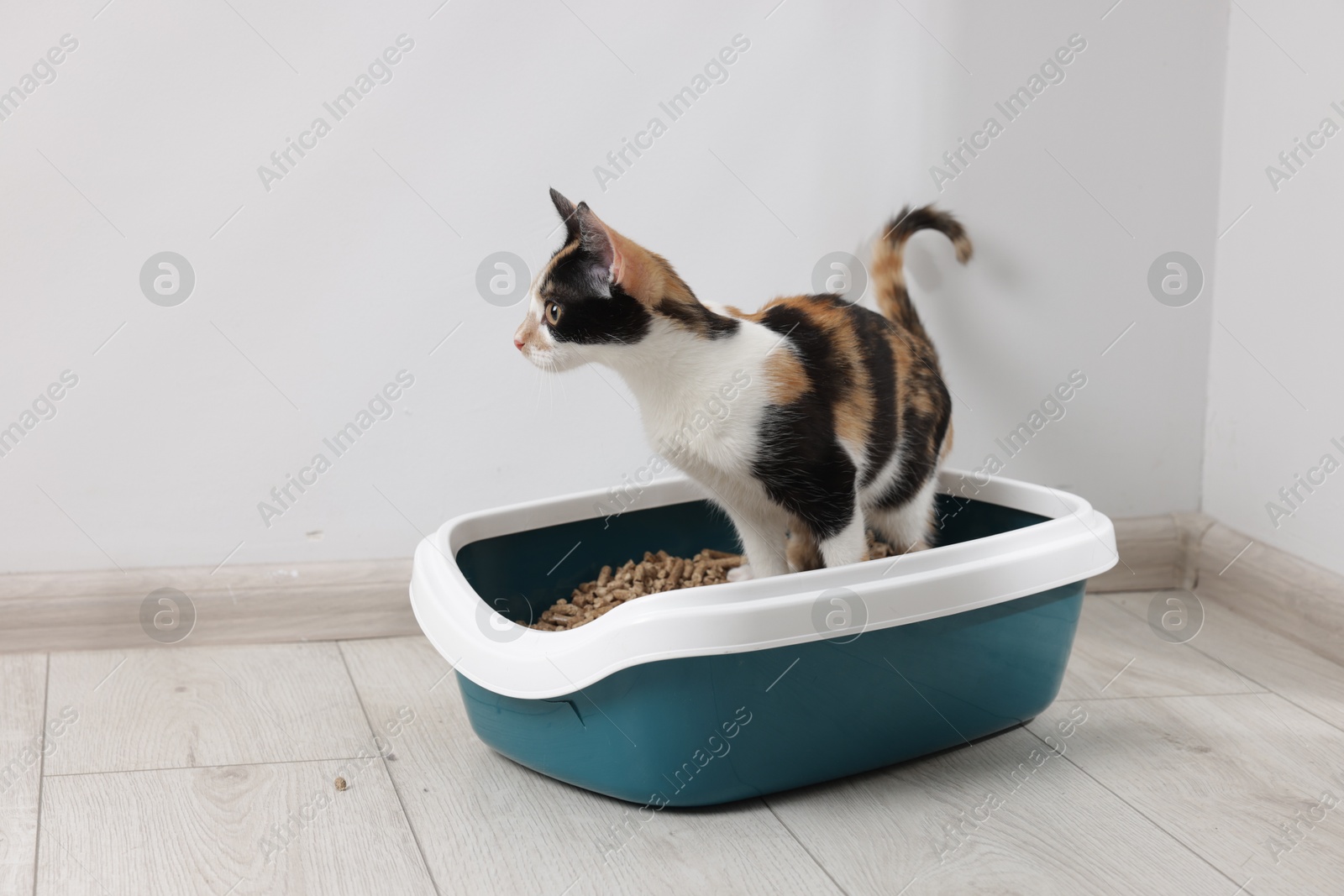 Cute calico cat in litter tray indoors Photo of Cute calico cat in litter tray indoors