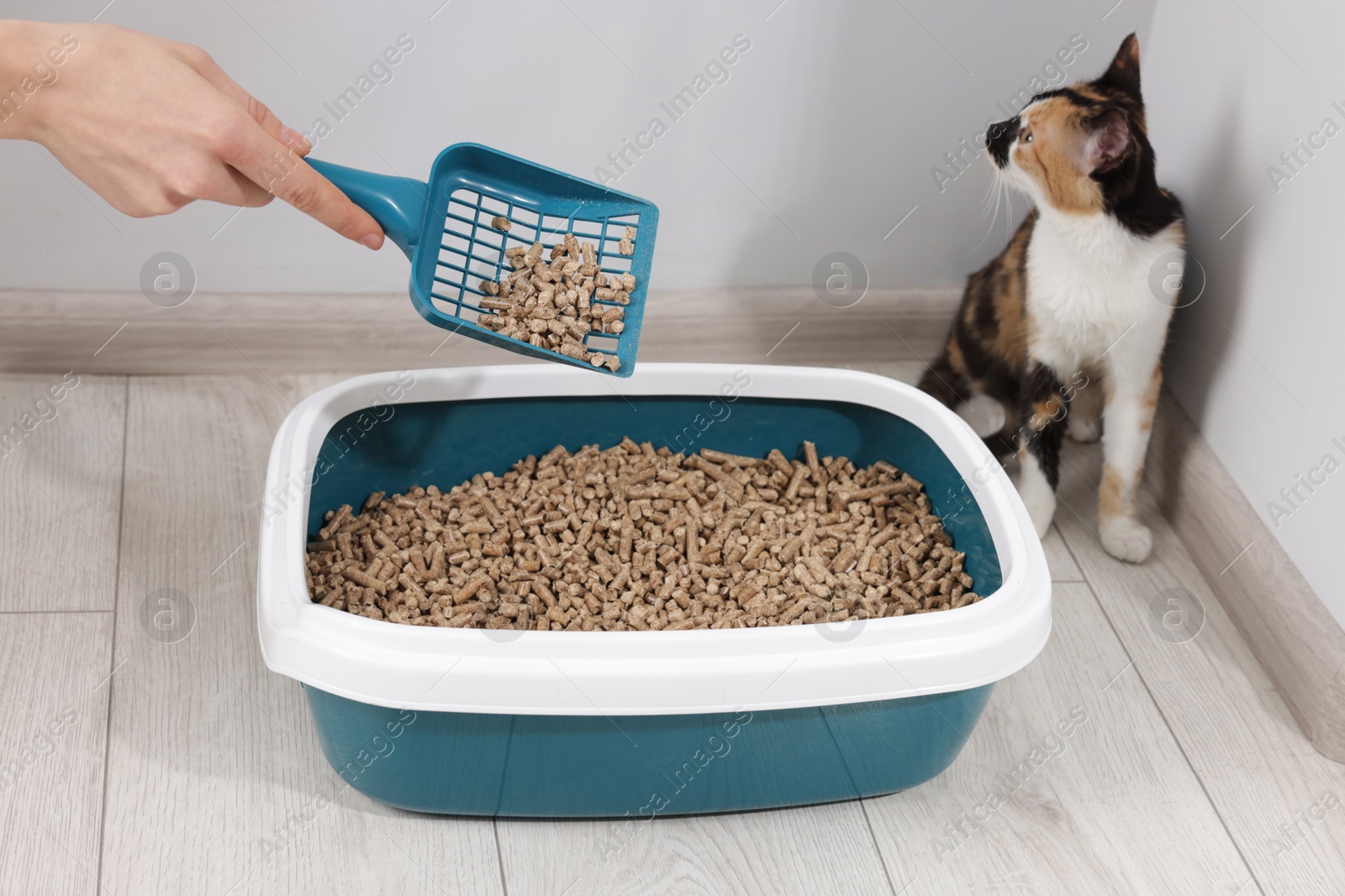 Woman cleaning litter tray and cute calico cat indoors, closeup Photo of Woman cleaning litter tray and cute calico cat indoors, closeup