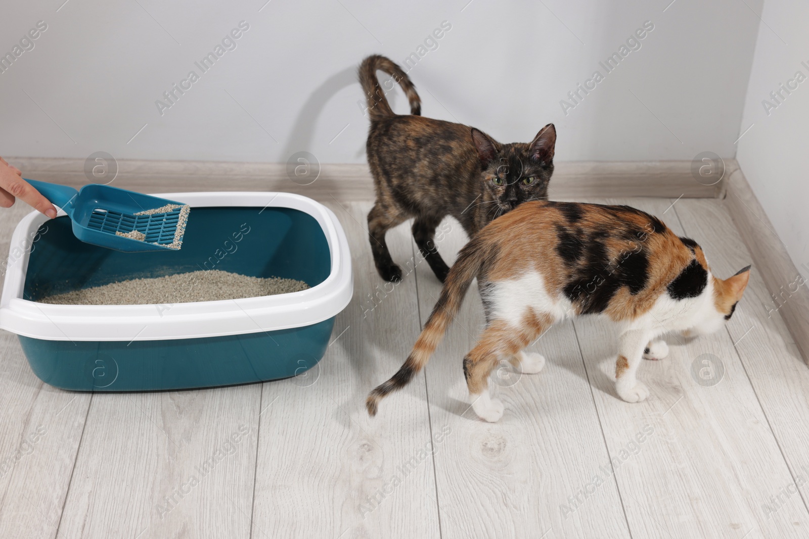 Woman cleaning litter tray and cute calico cats indoors, closeup Photo of Woman cleaning litter tray and cute calico cats indoors, closeup