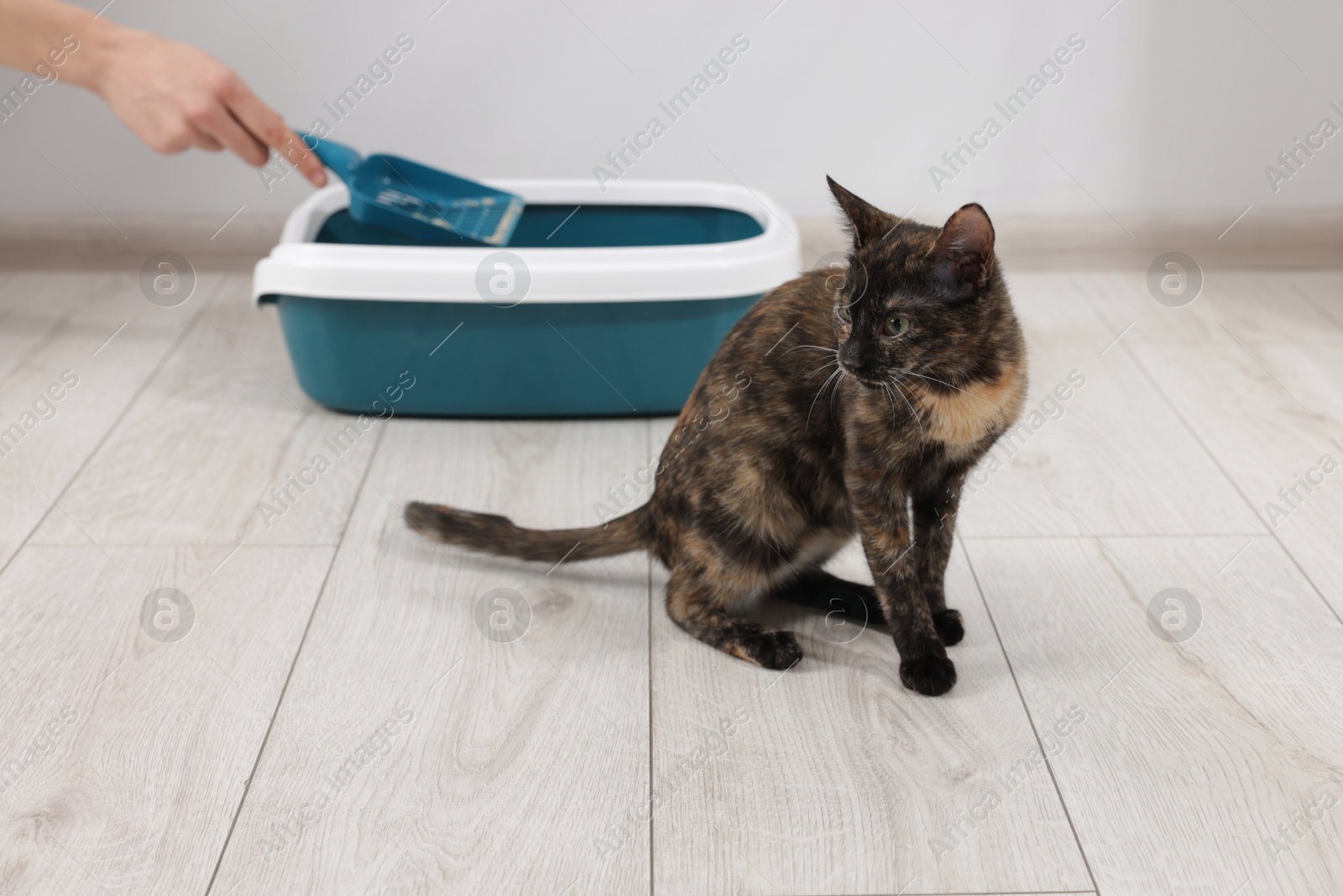 Woman cleaning litter tray and cute calico cat indoors, closeup Photo of Woman cleaning litter tray and cute calico cat indoors, closeup
