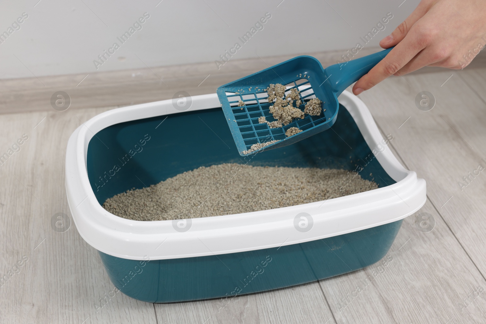 Woman cleaning cat litter tray indoors, closeup Photo of Woman cleaning cat litter tray indoors, closeup