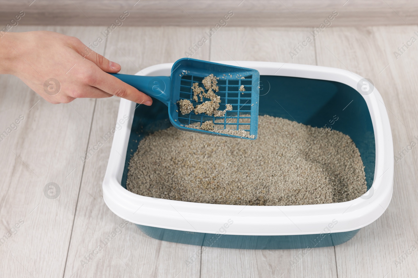 Woman cleaning cat litter tray indoors, closeup Photo of Woman cleaning cat litter tray indoors, closeup