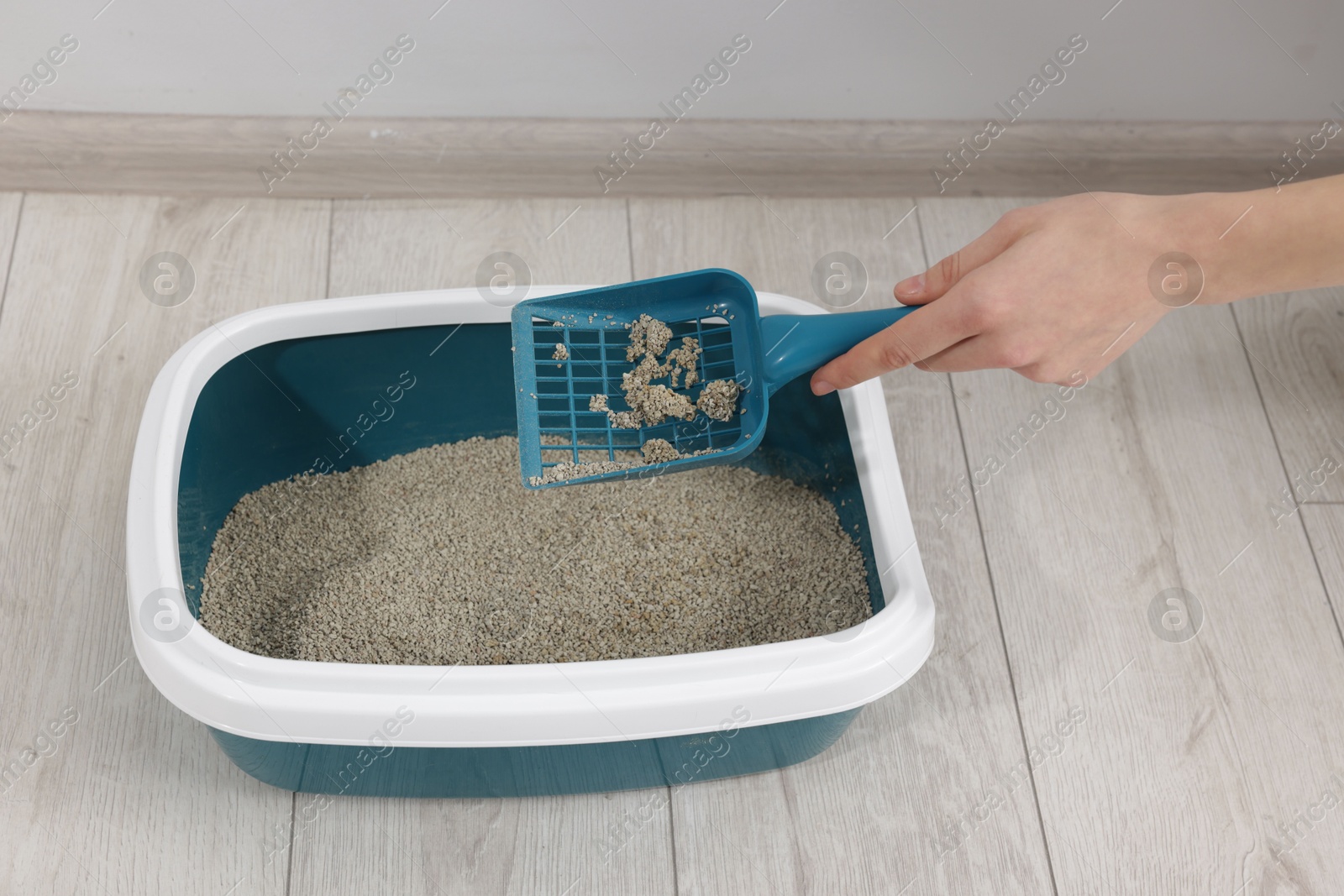 Woman cleaning cat litter tray indoors, closeup Photo of Woman cleaning cat litter tray indoors, closeup