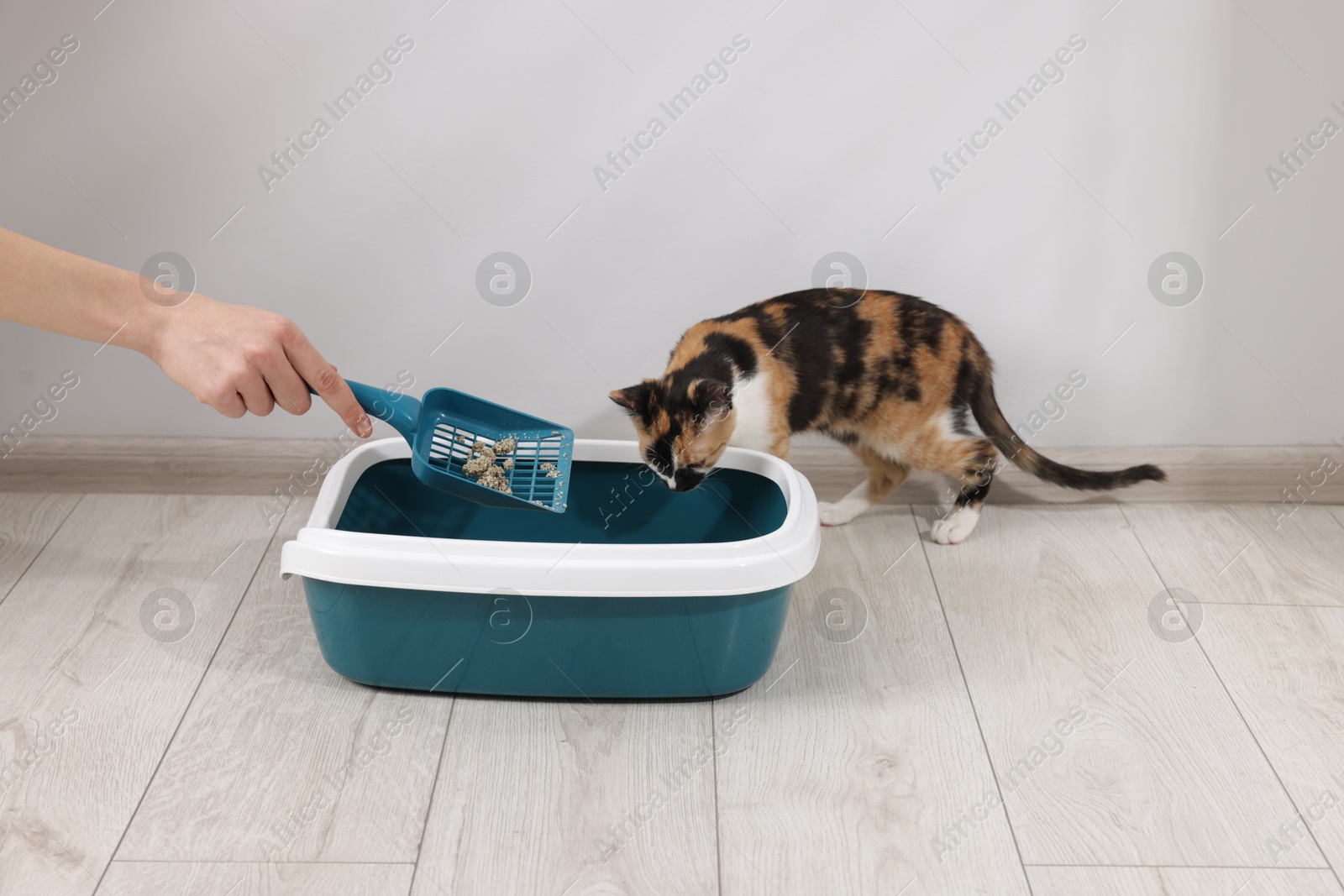 Woman cleaning litter tray and cute calico cat indoors, closeup Photo of Woman cleaning litter tray and cute calico cat indoors, closeup