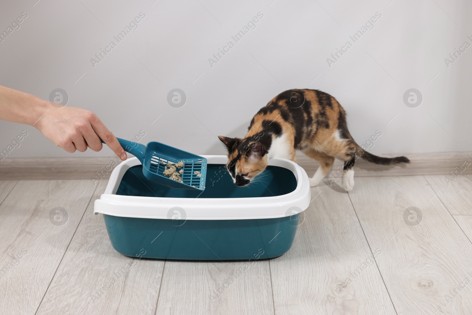 Woman cleaning litter tray and cute calico cat indoors, closeup Photo of Woman cleaning litter tray and cute calico cat indoors, closeup