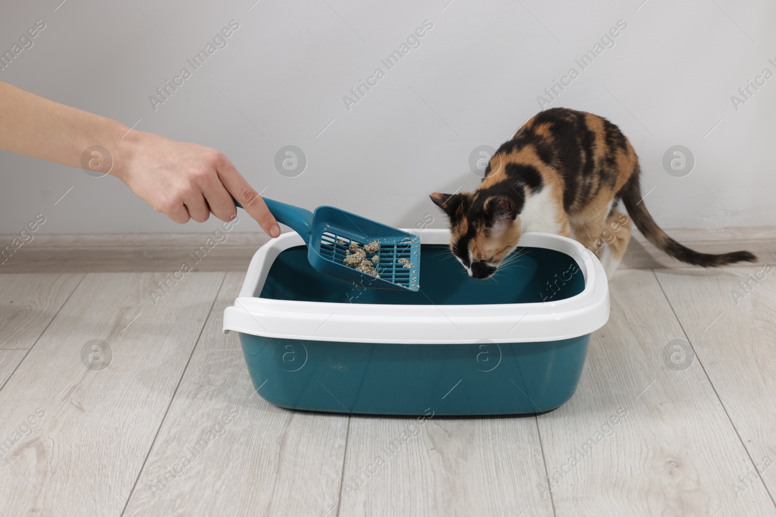 Woman cleaning litter tray and cute calico cat indoors, closeup Photo of Woman cleaning litter tray and cute calico cat indoors, closeup
