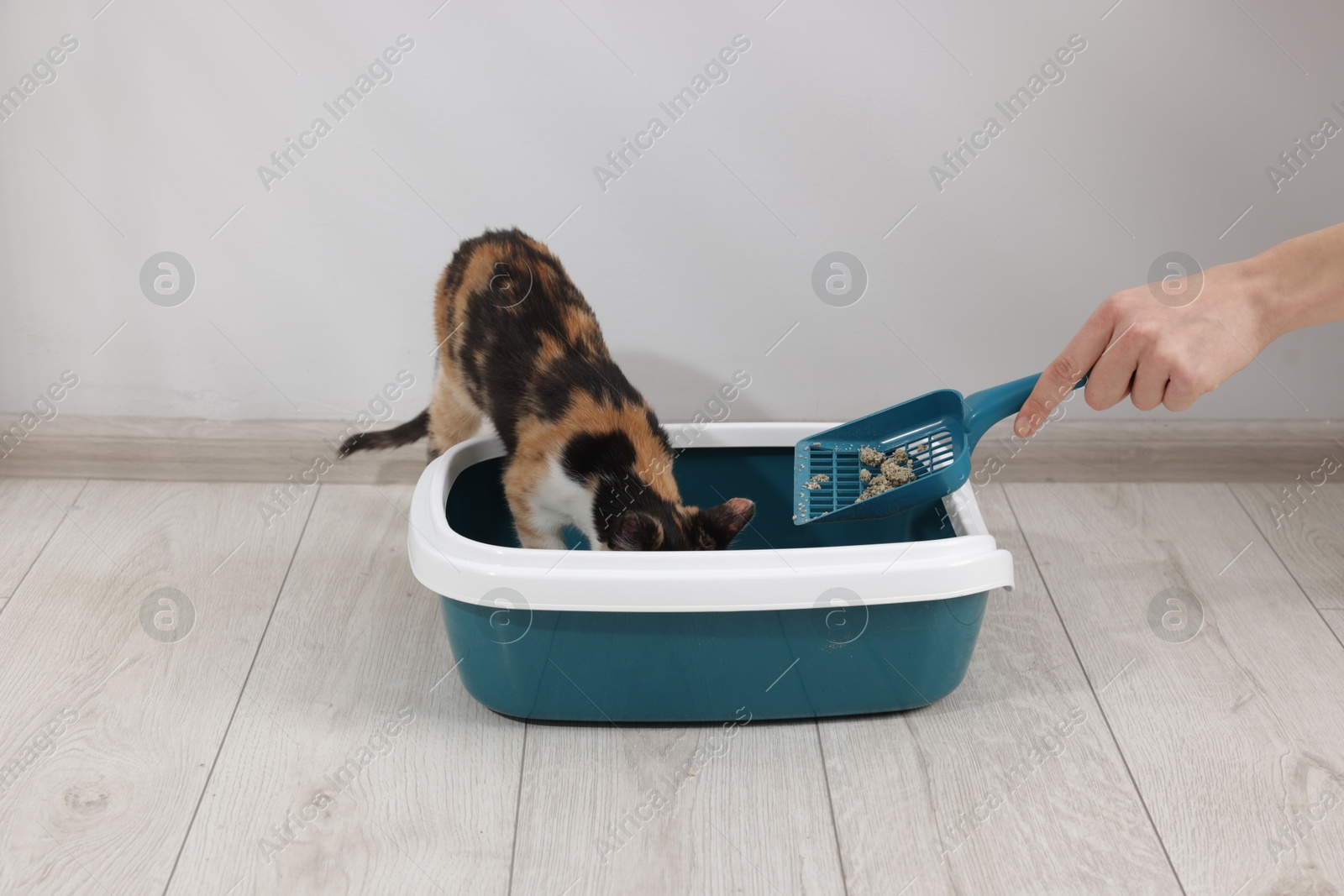 Woman cleaning litter tray and cute calico cat indoors, closeup Photo of Woman cleaning litter tray and cute calico cat indoors, closeup