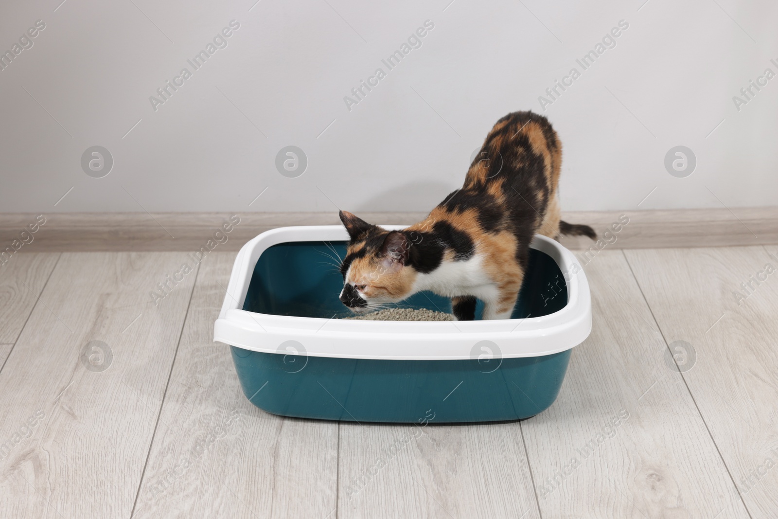 Cute calico cat in litter tray indoors Photo of Cute calico cat in litter tray indoors