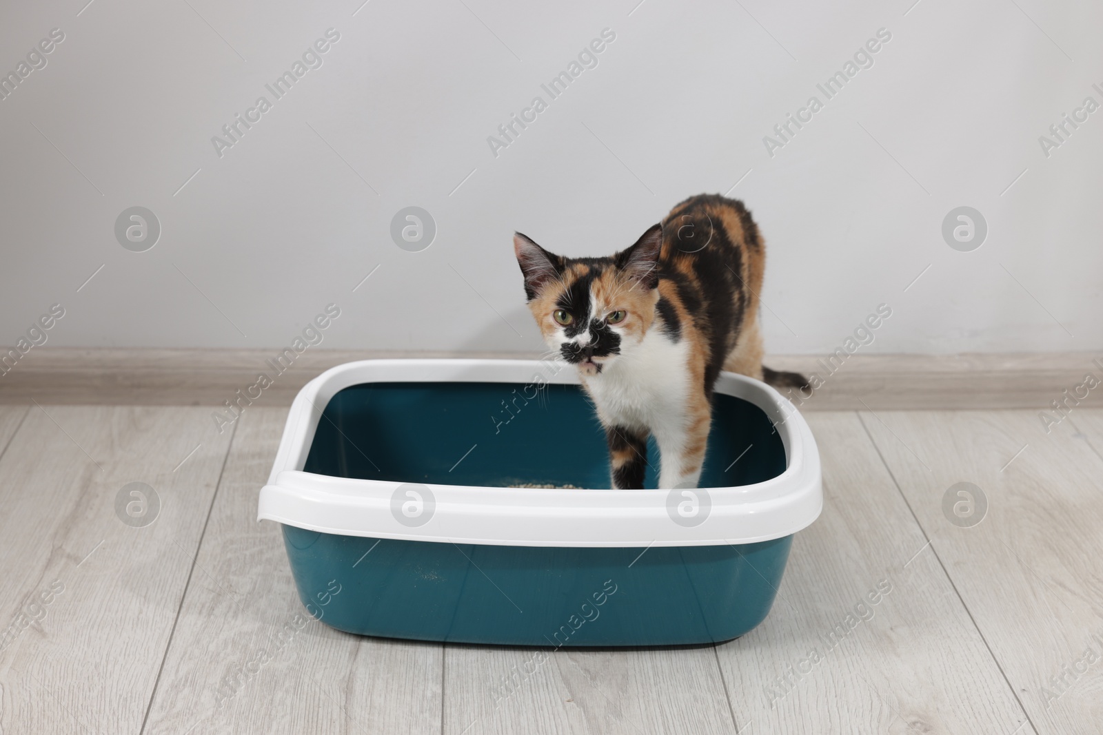 Cute calico cat in litter tray indoors Photo of Cute calico cat in litter tray indoors