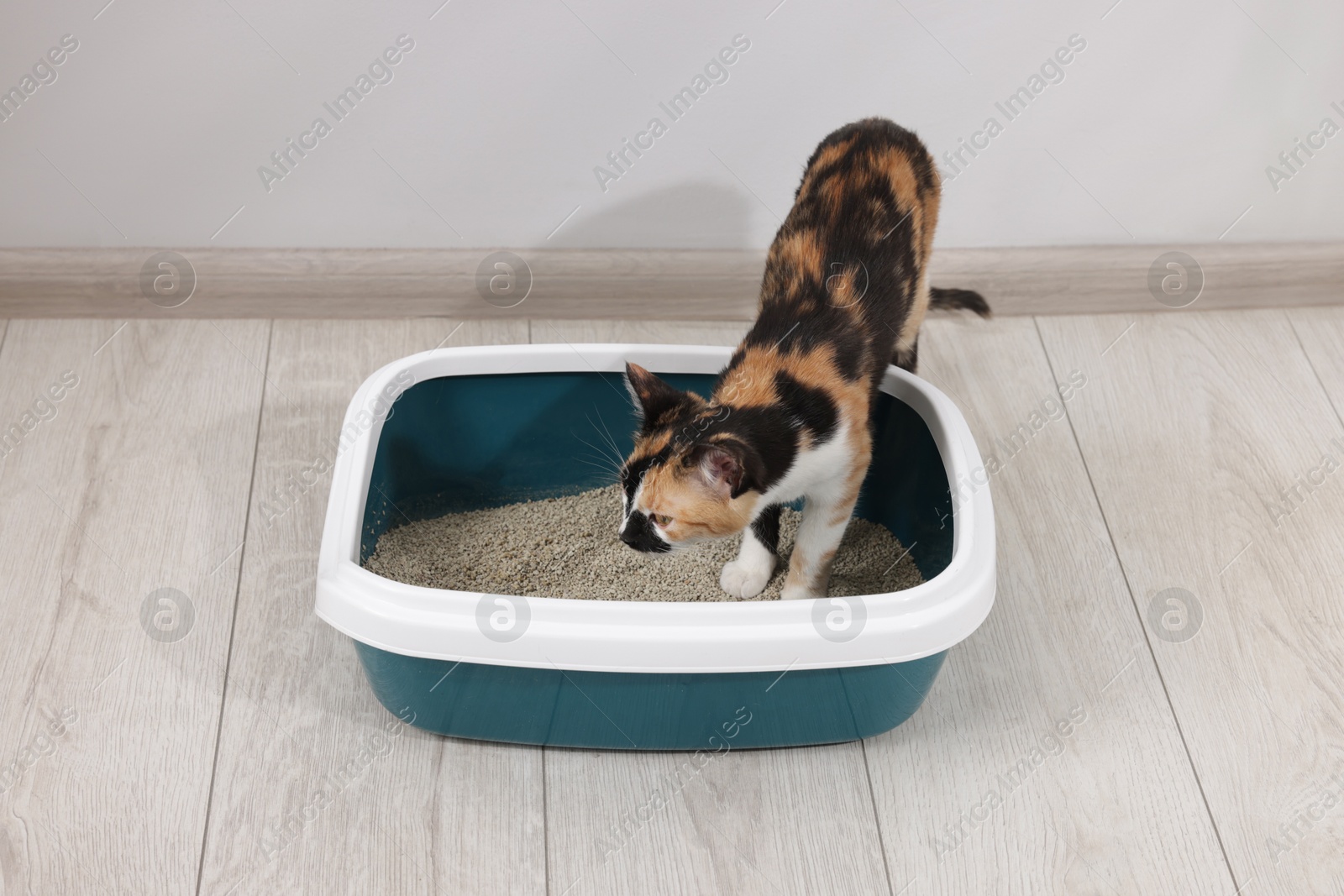 Cute calico cat in litter tray indoors Photo of Cute calico cat in litter tray indoors