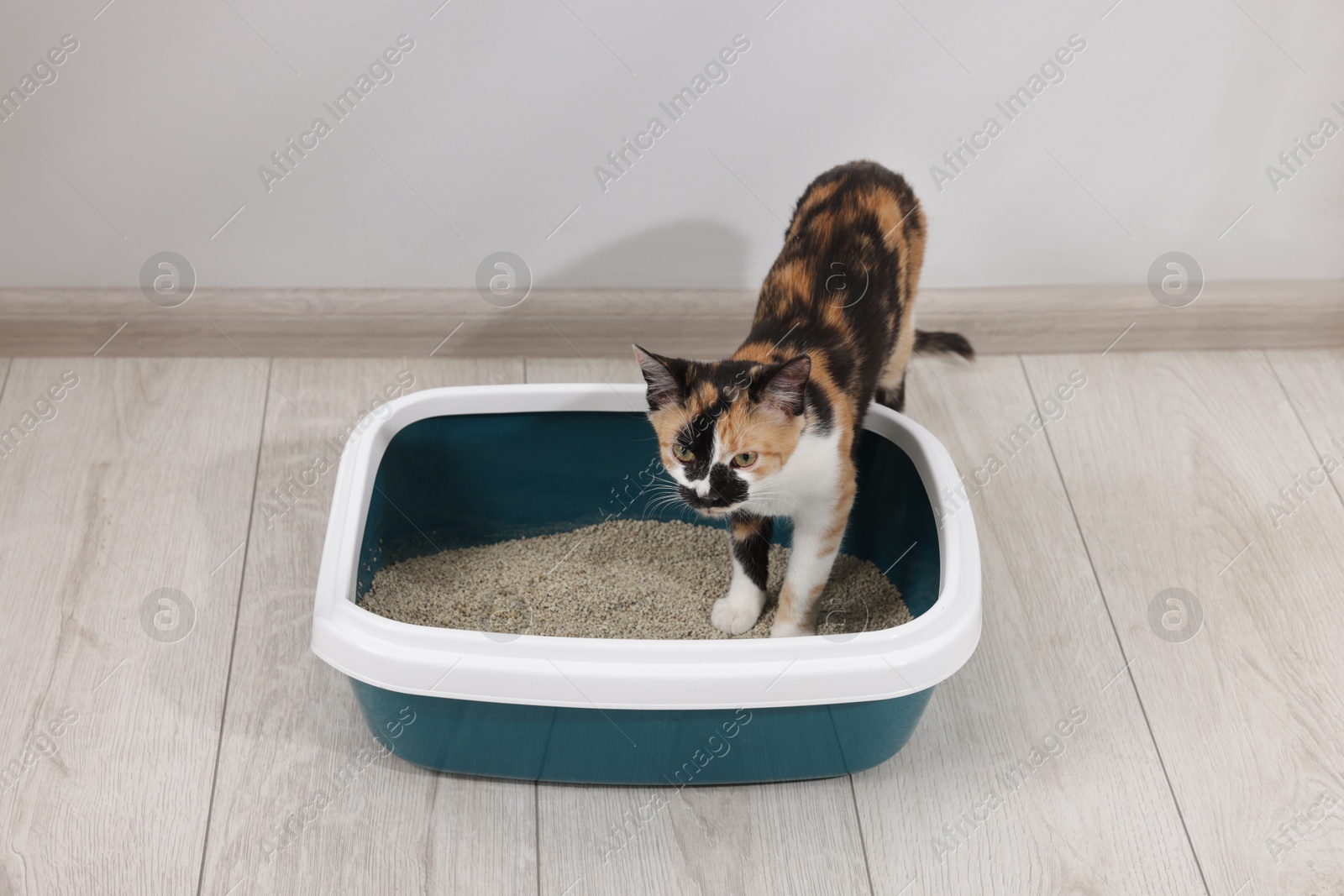 Cute calico cat in litter tray indoors Photo of Cute calico cat in litter tray indoors