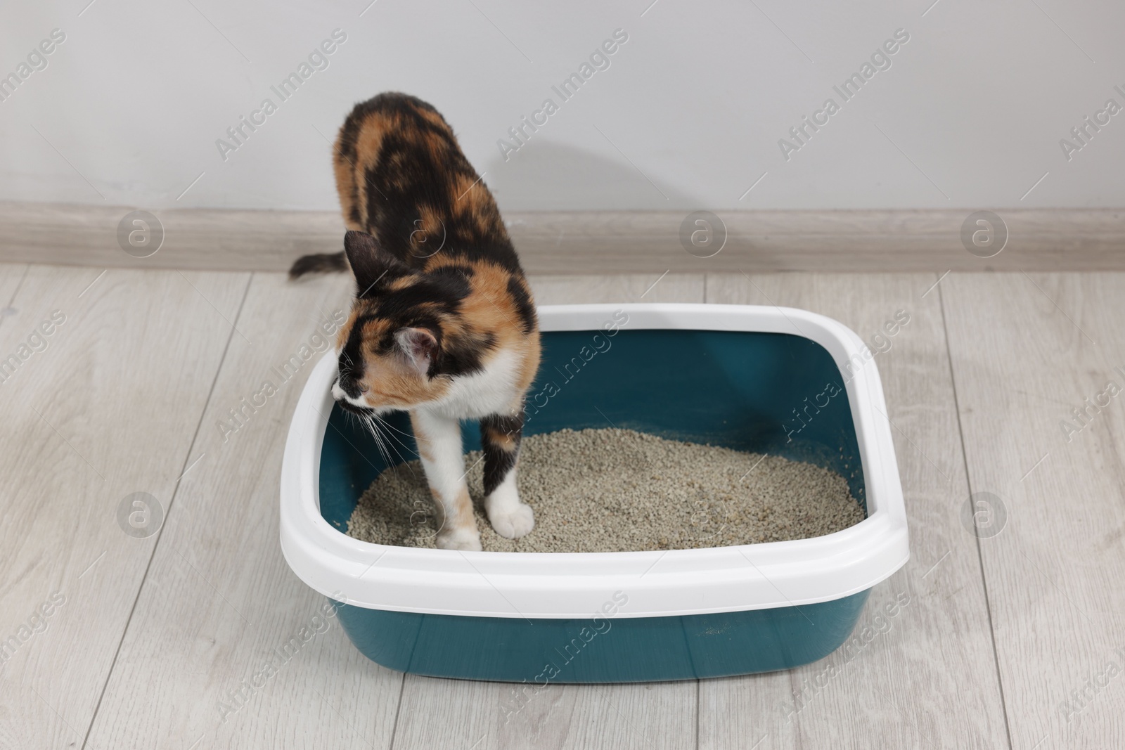 Cute calico cat in litter tray indoors Photo of Cute calico cat in litter tray indoors