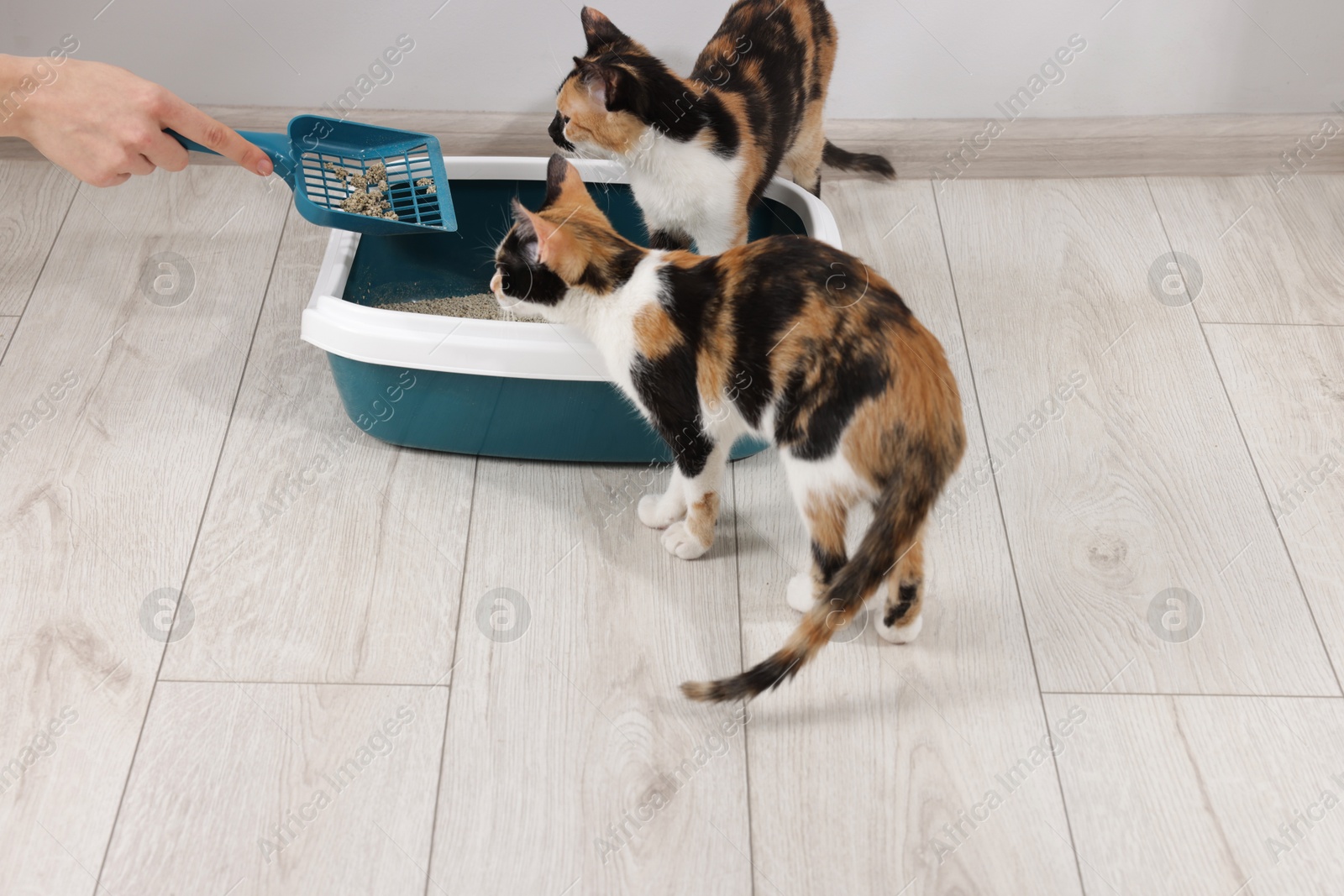 Woman cleaning litter tray and cute calico cats indoors, closeup Photo of Woman cleaning litter tray and cute calico cats indoors, closeup