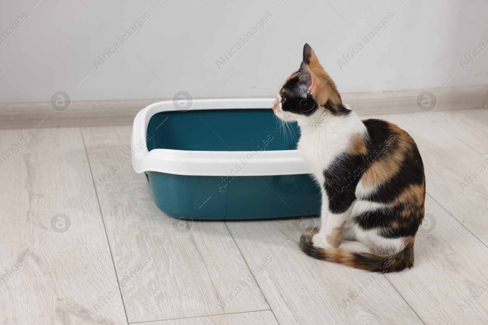 Cute calico cat near litter tray indoors Photo of Cute calico cat near litter tray indoors