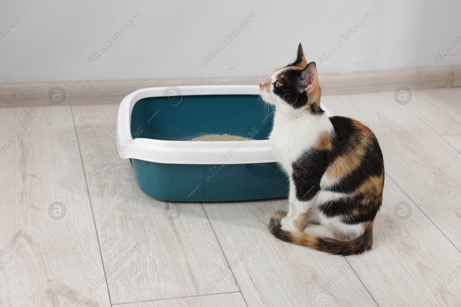 Cute calico cat near litter tray indoors Photo of Cute calico cat near litter tray indoors