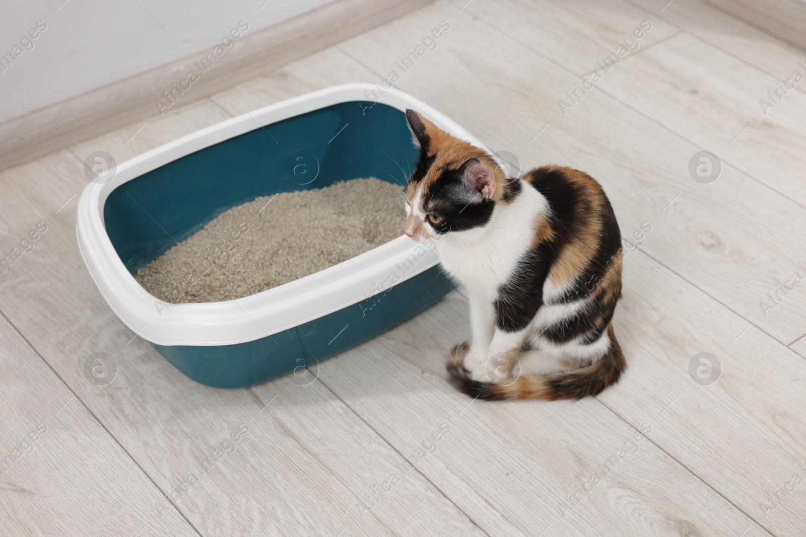 Cute calico cat near litter tray indoors Photo of Cute calico cat near litter tray indoors