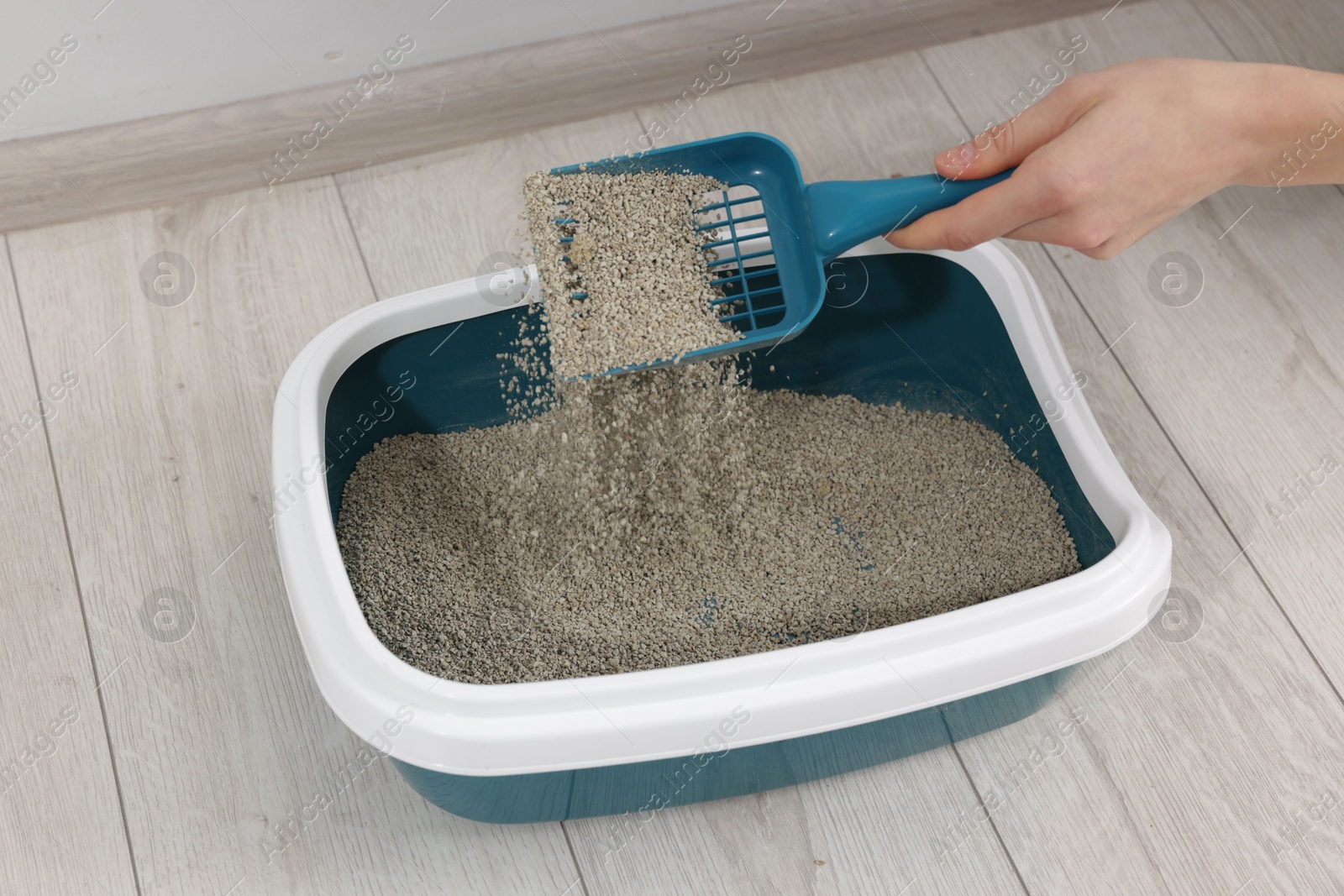 Woman cleaning cat litter tray indoors, closeup Photo of Woman cleaning cat litter tray indoors, closeup