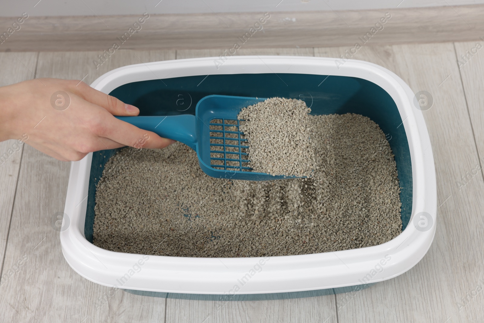 Woman cleaning cat litter tray indoors, closeup Photo of Woman cleaning cat litter tray indoors, closeup
