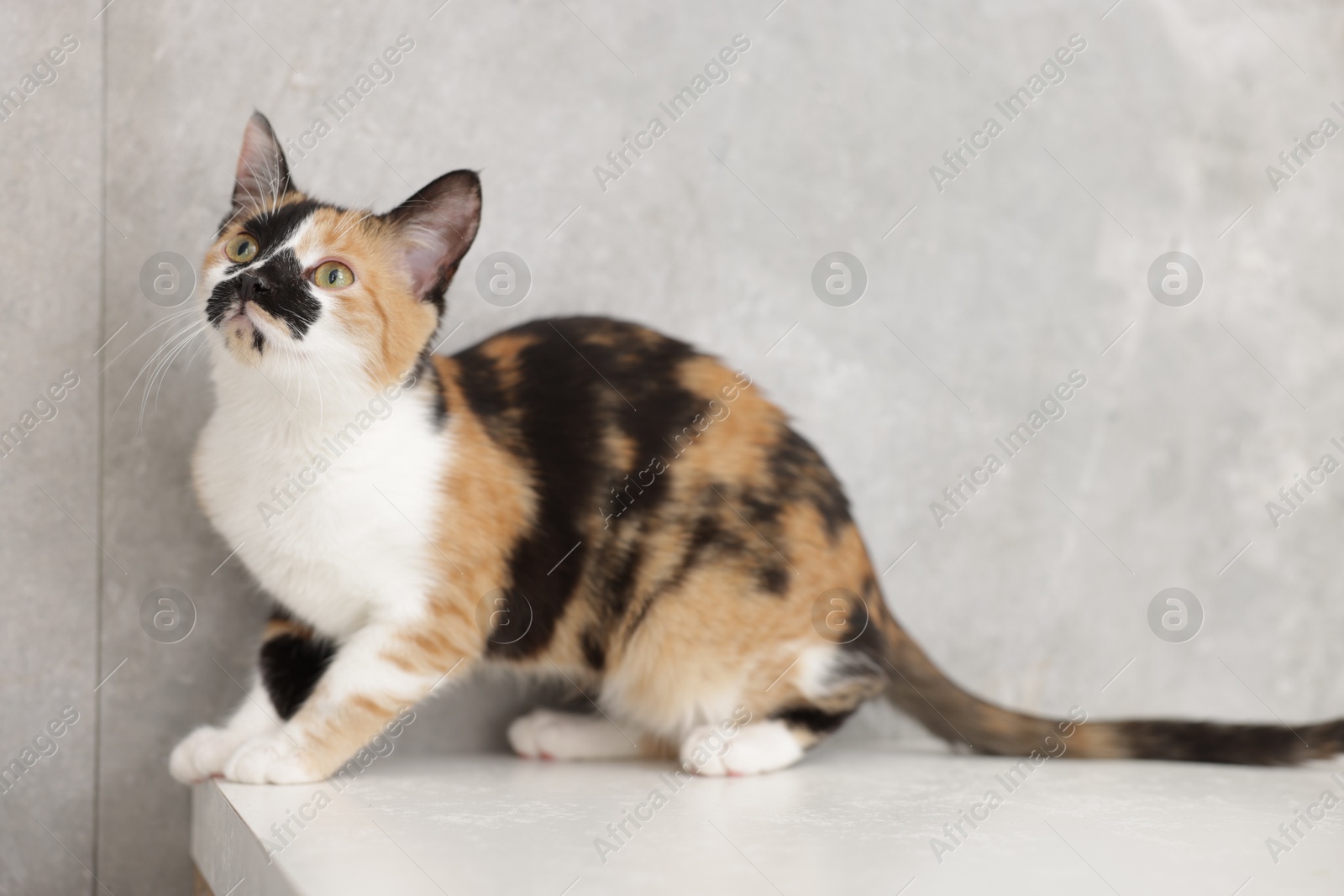 Photo of Cute calico cat on light surface near gray wall indoors
