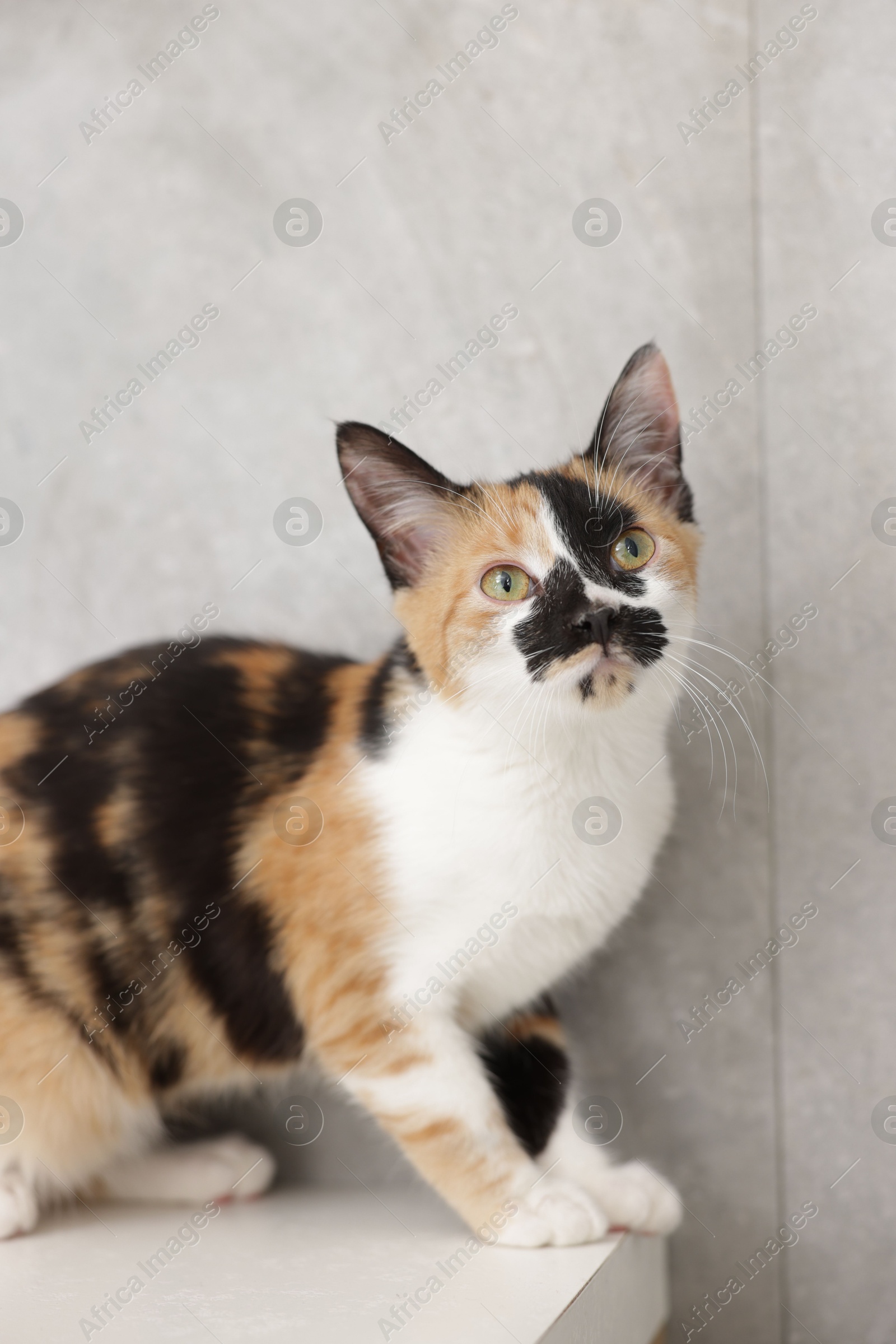 Photo of Cute calico cat on light surface near gray wall indoors, closeup