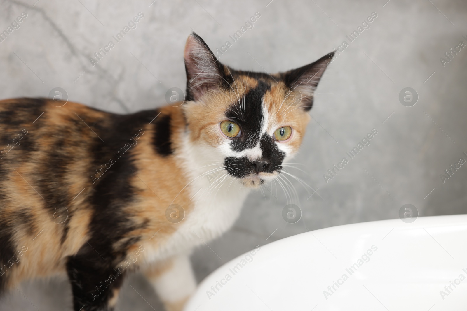 Cute calico cat near gray wall indoors, closeup Photo of Cute calico cat near gray wall indoors, closeup
